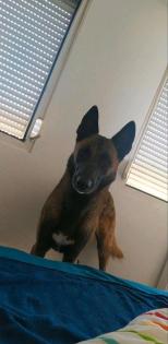 Malinois Rocky sucht dringend Kein Anfänger Hund