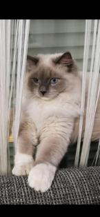 Reinrassiger Ragdoll Deckkater in blue mitted mit Deckerfahrung