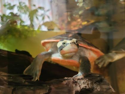 Emydura Subglobosa Rotbauchspitzkopf-Schildkröte