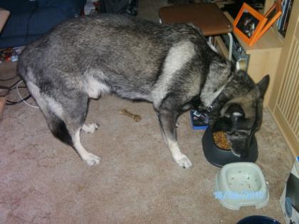Schäferhund-Husky-Mix DRINGEND