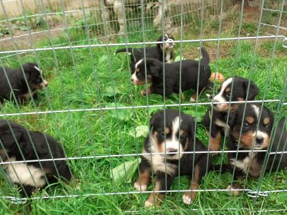 Schweizer Sennenhund Welpen