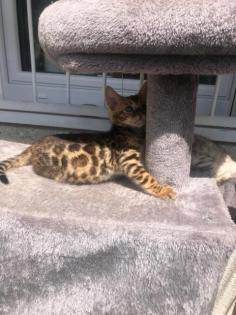 Bengal Kitten Charcoal reinrassiger TICACats-Stammbaum