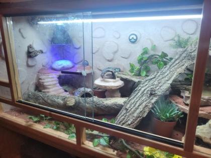 Leopardgecko