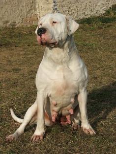 Dogge Argentino Welpen