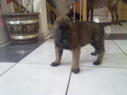 Belgischer Schäferhund Malinois Welpen