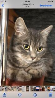 BKH Mix Katze Lucy vermisst