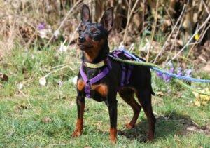PRIMA PETZY - weiblich 3 Jahre 26 cm 3 kg Rehpinscher Gechipt Kastriert