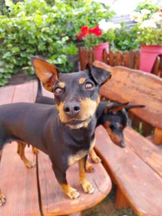 Reinrassige Zwergpinscher Welpen