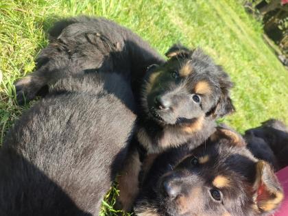 Schäferhundwelpen abzugeben ab den 6. 6