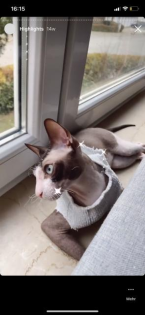 Deckkater