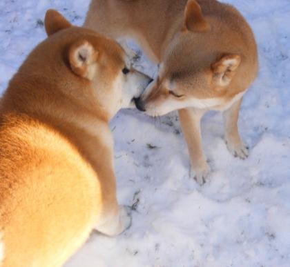24 Jahre Shiba Inu Zucht in Sachsen