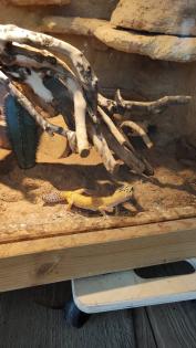 Leopardgeckos in liebevolle Hände abzugeben