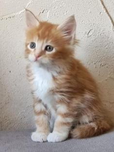 Maine Coon Kitten mit Stammbaum suchen einen neuen Kuschelplatz