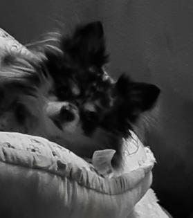 Deckrüde Chihuahua Silber Merle