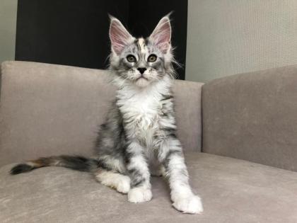 Verschmuste Maine Coon katzen