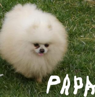 Welpe pomeran