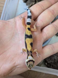 Leopardgeckos aus Rostock NZ 2024