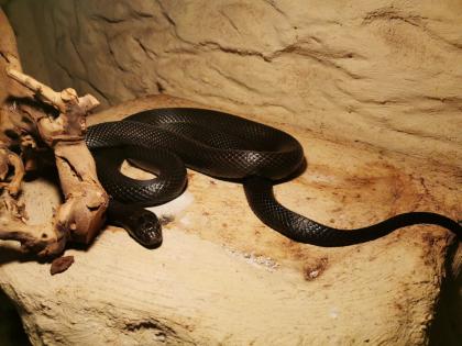 Schwarze Mexiko Königsnatter Lampropeltis getula nigrita