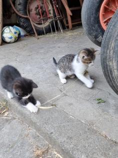 Katzen Kinder vom Bauernhof ab sofort abzugeben