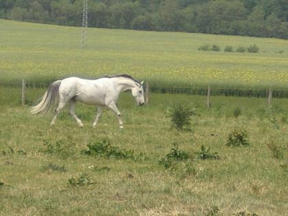 Reiten, Pflegen. Spaß haben