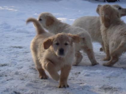 Golden Retriever Welpen aus Familienzucht abzugeben