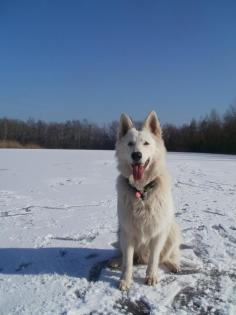 Weisser Schweizer Schäferhund Deckrüde