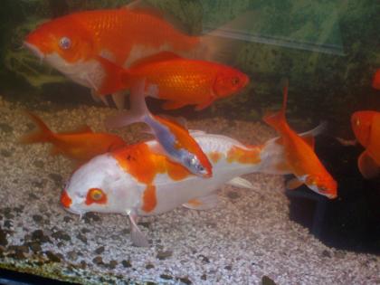 2 Koi 2 koi junior und jede menge goldfische.