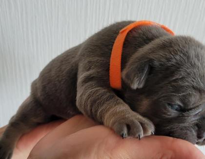 Französische Bulldogge - Welpen in blau / blue blue-tan mit Ahnentafel