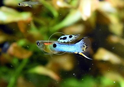 Japan Blue, Endler, RARITÄT, reinerbig, Versand