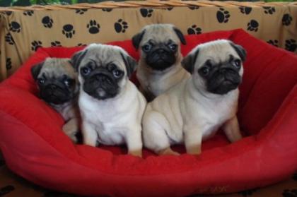 Mops Welpen