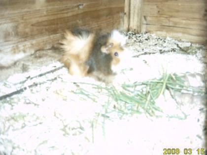 Meerschweinchen mit zubehör abzugeben DRINGEND