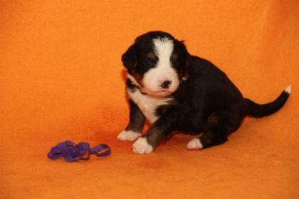 Berner Sennenhundwelpen
