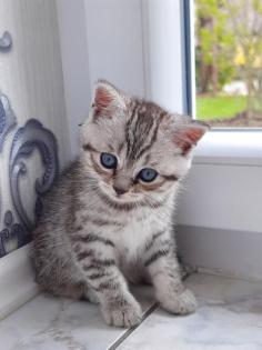 Kitten Britisch Kurzhaar