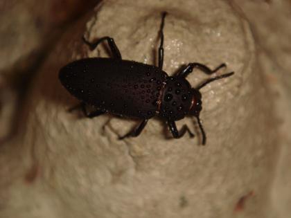 10 Schwarzkäfer Zophobas aus Biozucht abzugeben.