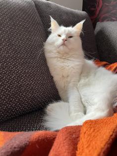 Maine coon Deckkater