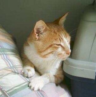 Roter Kater Siroko- wer gibt mir eine Chance