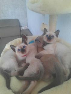 Tonkanesekitten Burma, Siam