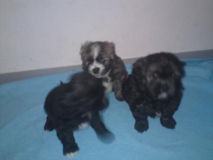 Yorki Mix Hündin Rüde