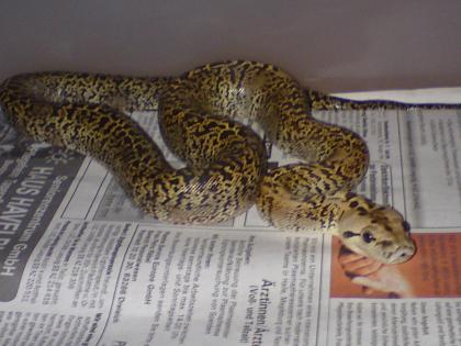 Granit Tigerpython von 09