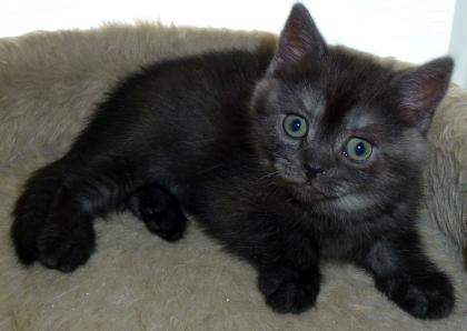 Zu verkaufen kleune Kitten BHK