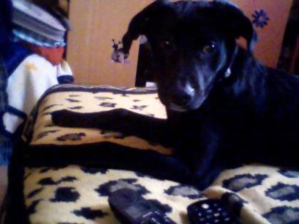 Schwarzer Mischlingshund ca Kniehoch Liebevoll aber auch Wachhund.