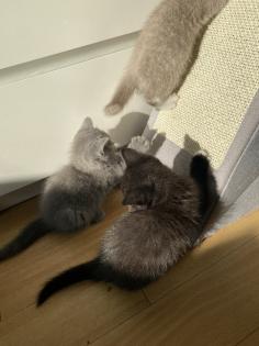 Britisch kurzhaar kitten Katze