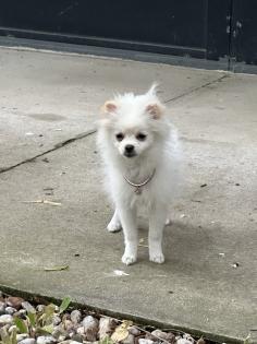 Zwergspitz Pomeranian Welpe