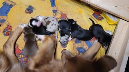 Australian Shepherd Welpen Black Tri w/c Rüde