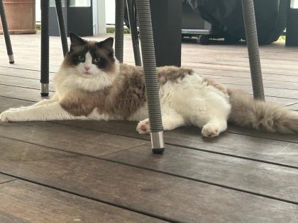 Ragdoll Kater