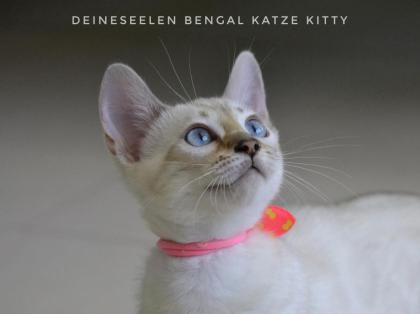 Bengal Katze Kitty 13 Wochen alt Abgabebereit