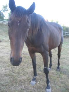 Suche Reitbeteiligung nach Waxweiler