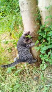 Kitten Maincoon-Russischblau-Hauskatze-Mix