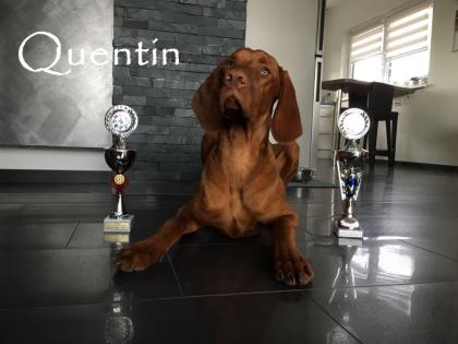 Magyar Vizsla Deckrüde Quentin vom Starkenbrunnen Kein Verkauf