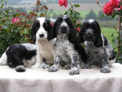 Englisch Cocker Spaniel Welpen
